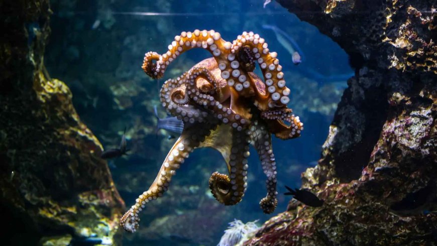 Scientists had been unable to solve this problem with perovskite for years, and it was an octopus that finally gave them the answer they needed