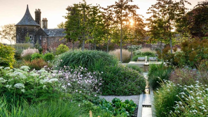 This tree bears sweet fruit in summer, does not break the soil with its roots, and is drought-resistant even when planted in a small garden