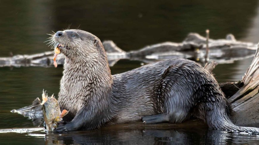 Goodbye to the myth that otters do not live in central Texas: a real estate agent discovers four swimming freely in a Hill Country lake