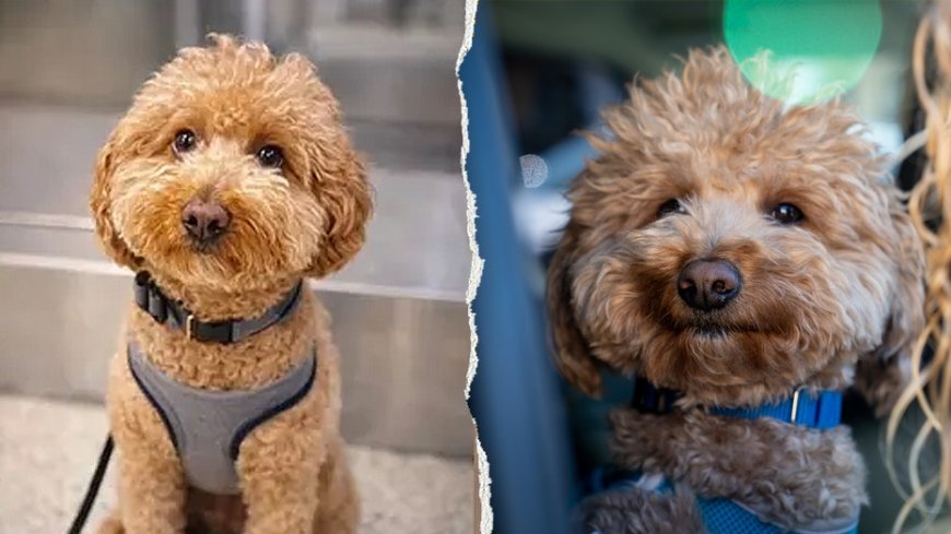 Dog abandoned at Las Vegas airport adopted by the same officer who helped rescue him