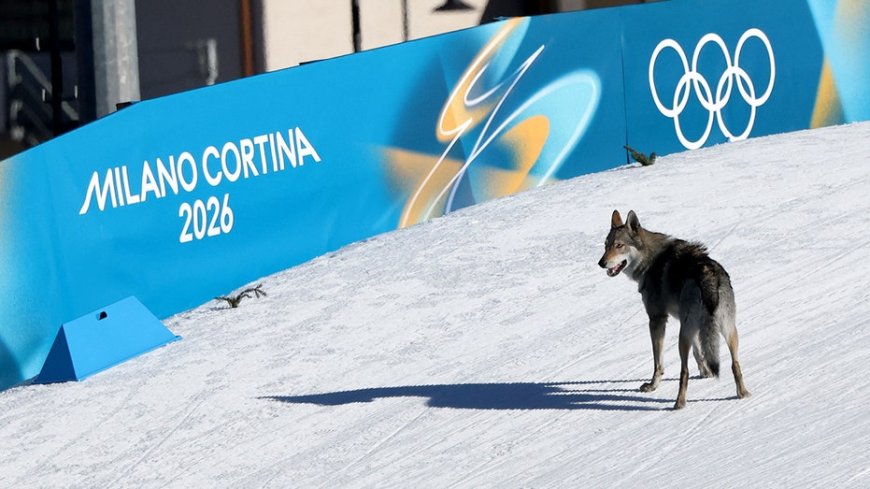 Nazgul’s owners detail wolfdog’s escape before viral Olympic cross-country race cameo