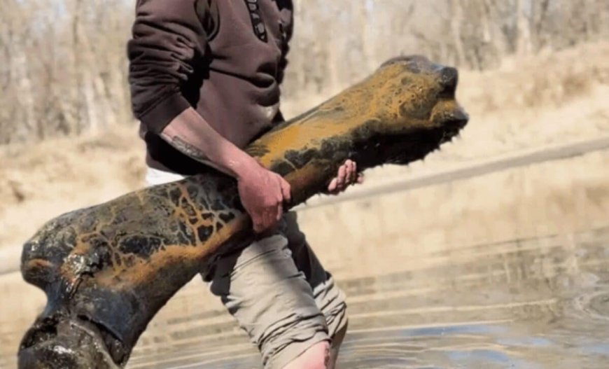 A Man Pulled a Massive Prehistoric Bone Emerges From a U.S. Riverbed