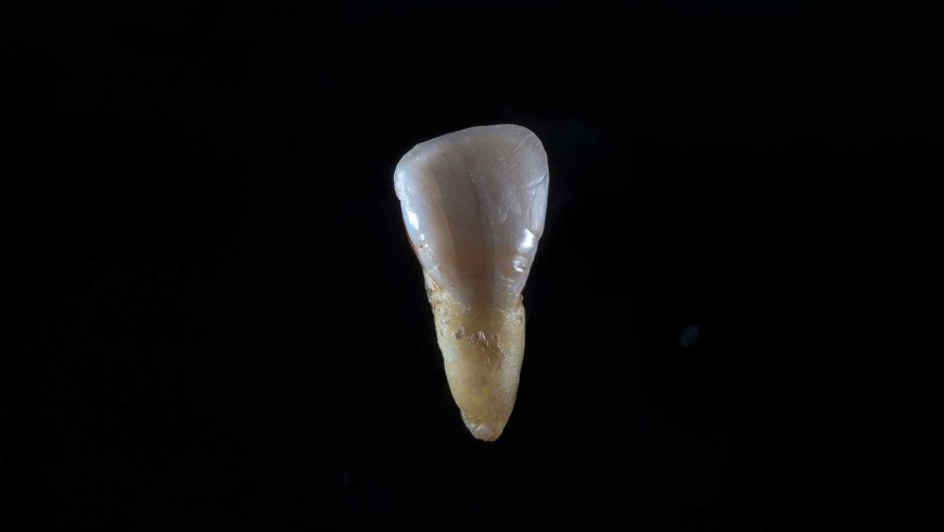 Experts find fossil teeth — Now they may rewrite human family tree showing an unknown “distant relative