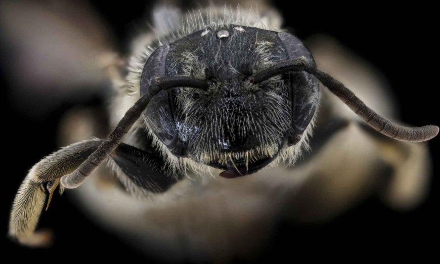 It looked like a normal bee in an orchard, but after a few seconds, a scientist realized she was seeing something that almost no one had ever seen in that area before
