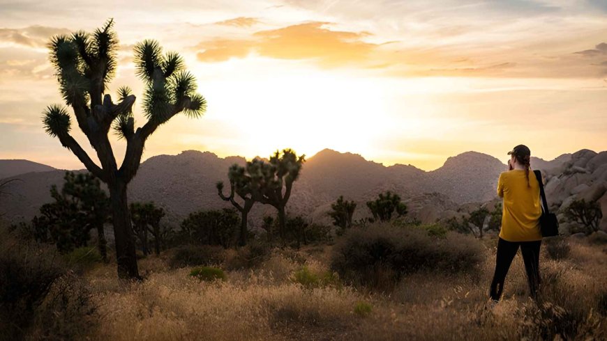 Something is not right in the California desert: Joshua trees began to bloom in October 2025 (yes, October), and now scientists are trying to figure out what “woke them up” months earlier than usual
