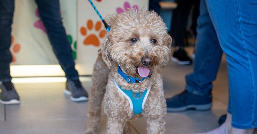 WATCH: Policeman Who Helped Rescue Dog Left at Las Vegas Airport Gives Him Forever Home