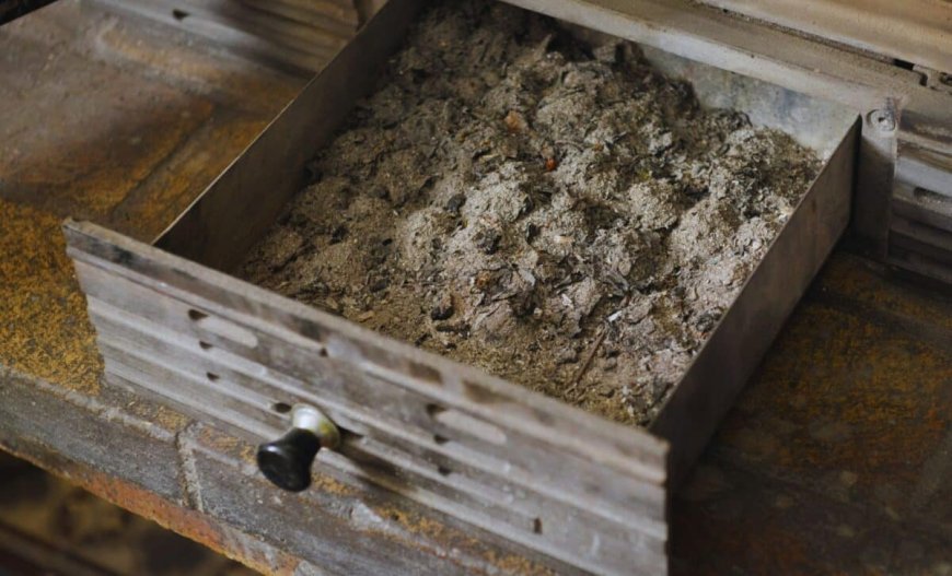 Scientists Discovered a Fossil Hiding in a Museum All Along, and It Revealed Two Ancient Predators Instead of One