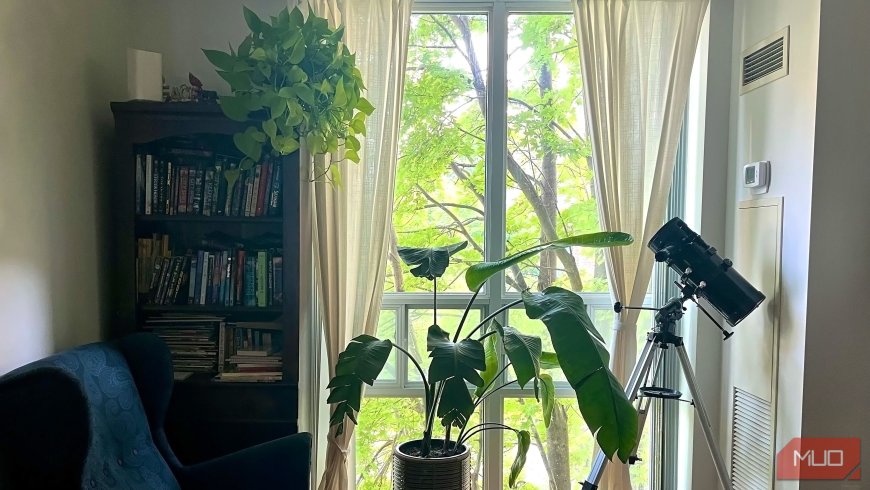 3 plants so easy to maintain anyone could keep