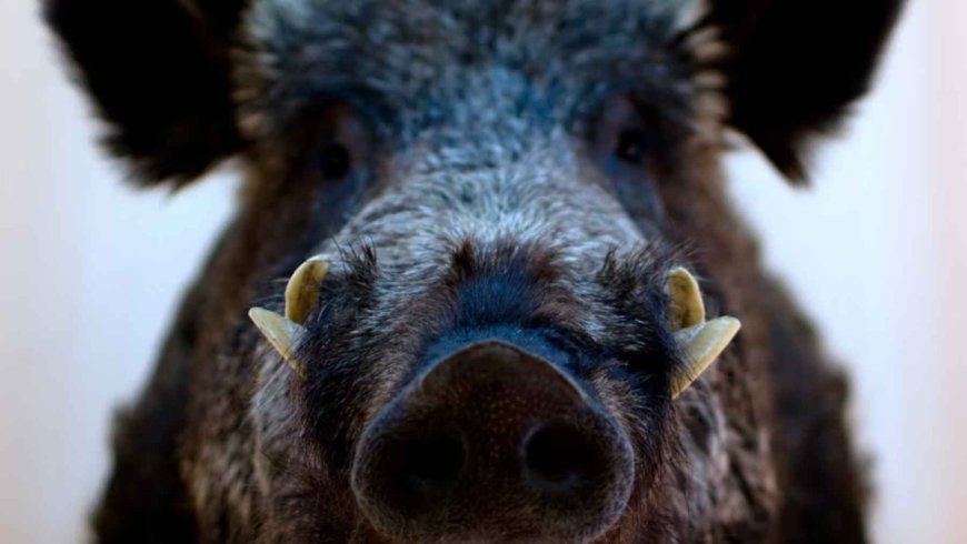 Fifteen years after the March 11, 2011 nuclear disaster in Fukushima, scientists discover that wild boars were the subject of an unexpected genetic experiment