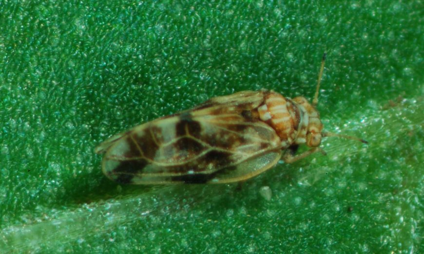 The war against invasive plants that devour rivers and fields enters creative mode: British scientists are releasing living allies that no one would have imagined in a modern scientific plan