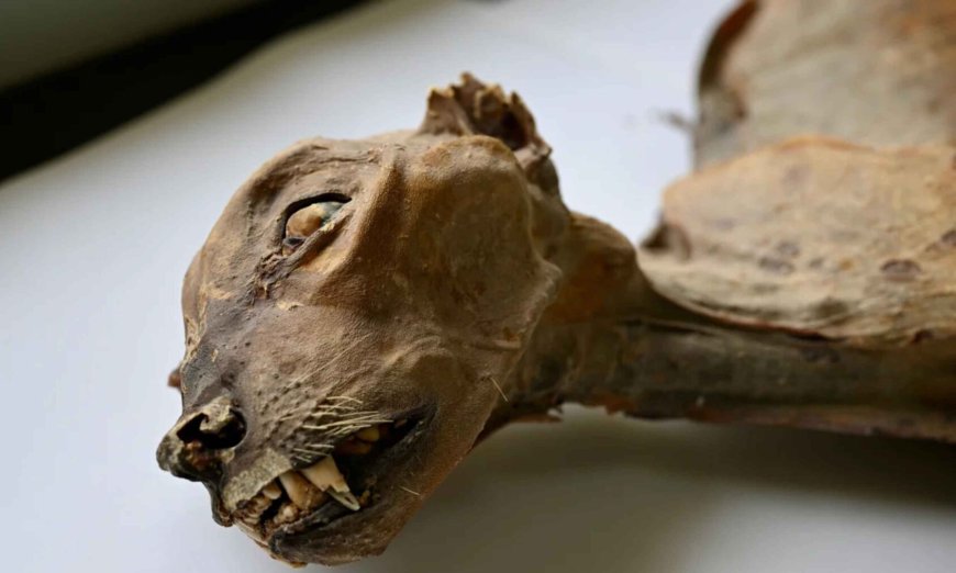 The discovery of 4,000-year-old mummified cheetahs in Saudi Arabia could lead to the recovery of a lost ecosystem