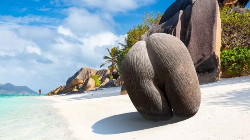 Weighing up to 66 pounds and measuring nearly 20 inches, the Seychelles sea coconut is the largest seed on the planet