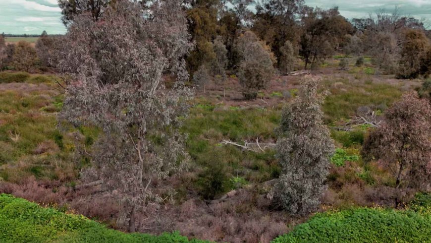 A 566-year-old “matriarch” tree still stands in the Gwydir wetlands, and scientists say its trunk contains a climate record spanning five centuries