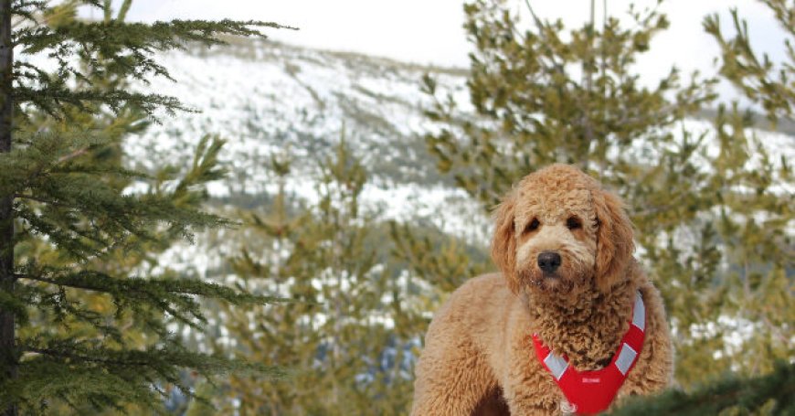 WATCH: Man's Beloved Dog Survives 43 Days Lost in Rocky Mountains 'Against All the Odds'