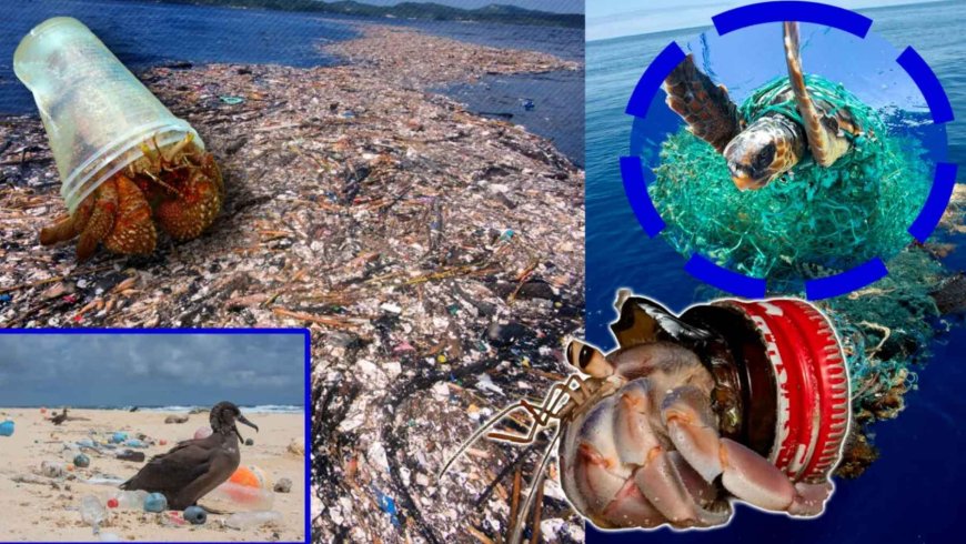 The Great Pacific Garbage Patch is becoming a floating continent populated by marine creatures