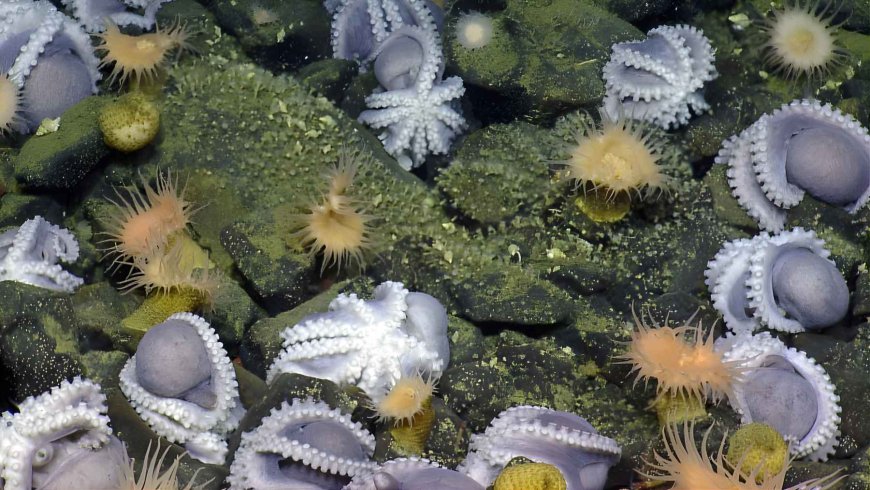 At a depth of 3.2 km and next to a volcano, they have recorded the largest octopus nursery on the planet, the size of 233 soccer fields and full of incubating mothers