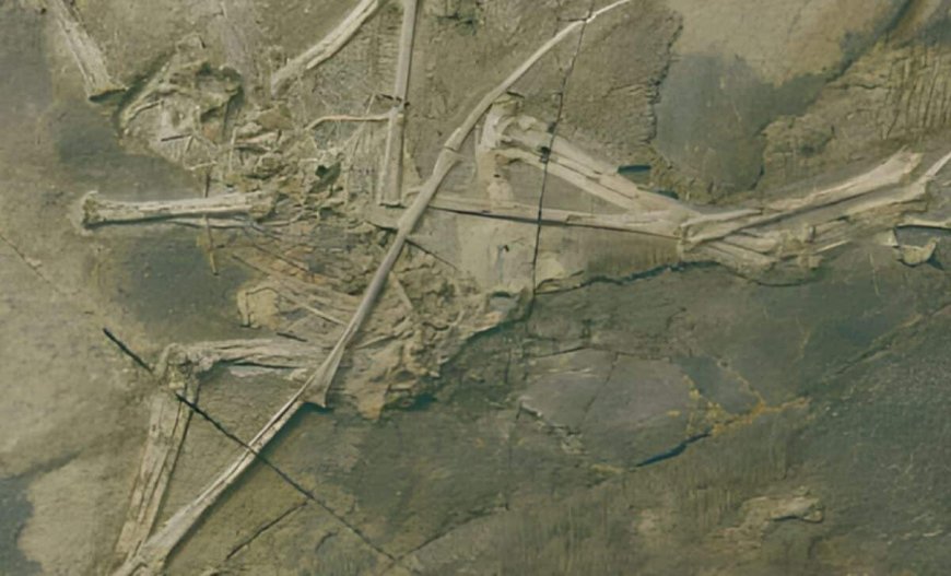 Mysterious New Dinosaur-Like Creature Found in China, Experts Left Stunned by Its Strange Features