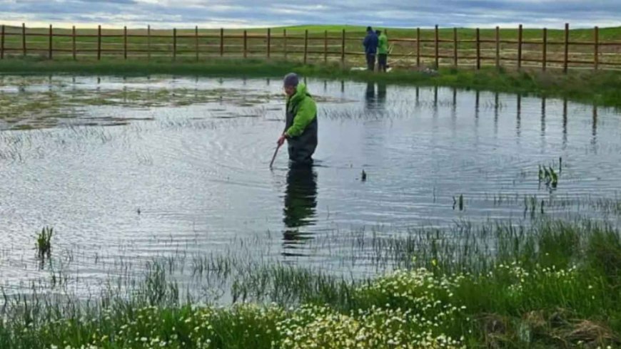 They look like simple puddles of water, but every time it rains, they activate a prehistoric ecosystem whose lineage began more than 100 million years ago and which the European Union considers a priority