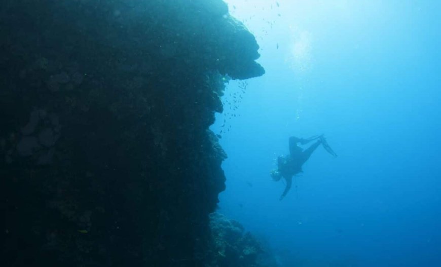 This Giant 4-Meter-Tall Black Coral in New Zealand Is Older Than Many Nations