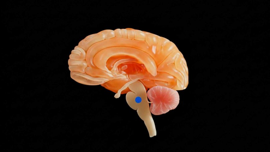 Scientists discover the brain’s ‘sleep switch’ — It’s a tiny blue dot but it’s shrinking