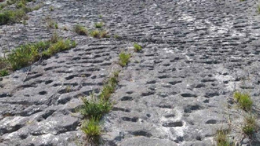 The day when dozens of sea turtles panicked and fled at full speed under the sea 79 million years ago: Italian climbers have just found their perfectly preserved footprints after an avalanche caused by a prehistoric earthquake