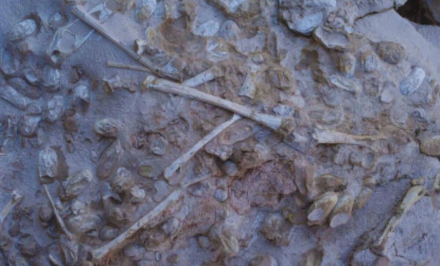 Scientists Unearth Over 200 Fossilized Eggs Found in a Single Block in China, and What They Found Inside Is Rare