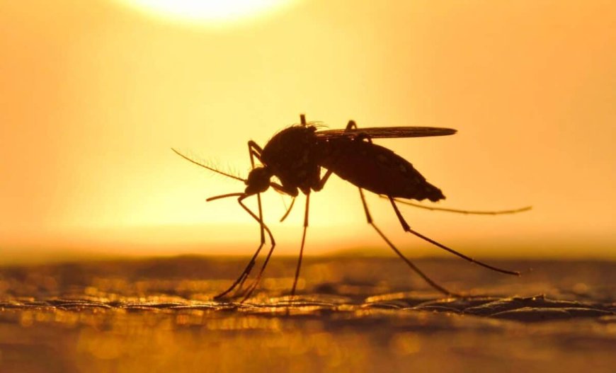 Before Cities Existed, Mosquitoes Were Already Feeding on Humans More Than a Million Years Ago
