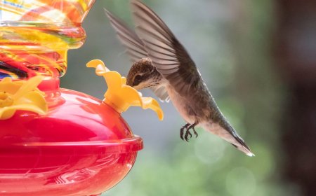 It’s Peak Season for Bird-Watchers to Spot Migratory Hummingbirds, and Our Favorite Feeder Is on Sale