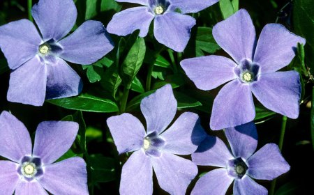 Periwinkle is making self-hosted social media on Bluesky’s AT Protocol even easier