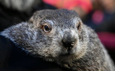 Nick’s Picks | Phil, ICE, KCPD and More …