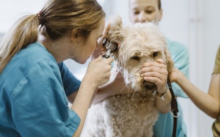 Jackson County Animal Hospital announces permanent closure