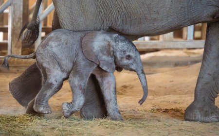 What's new at the Sedgwick County Zoo?