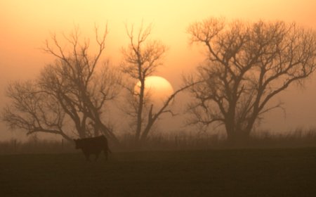 USDA details resources for Kansas ag producers affected by wildfires