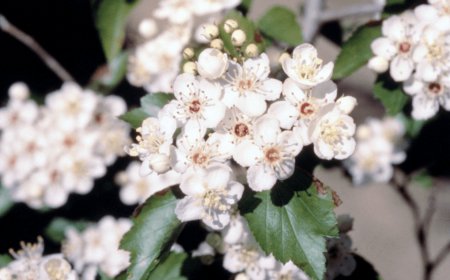 Spring begins with a bang with temperatures in the 80s