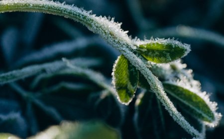 Don't be fooled: Freezes aren't done in the Ozarks