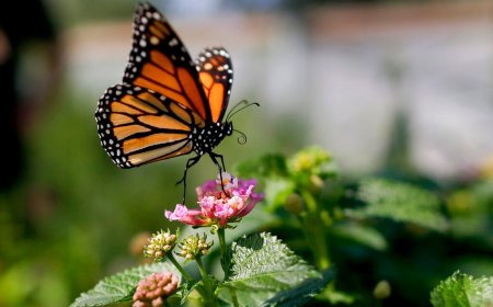 Study: Monarch butterflies remain at-risk of extinction