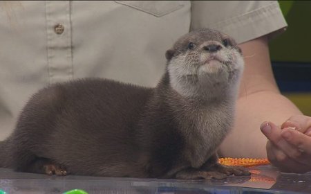 Buttercup the otter pup from Tanganyika is here to brighten your day