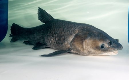 First invasive black carp confirmed in Oklahoma