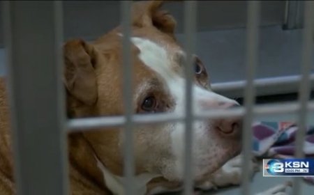 Salina animal shelter passes inspection; locals seek improvements