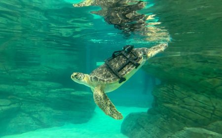 KCNSC engineers save sea turtle’s life at Kansas City Zoo & Aquarium