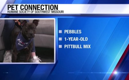 Meet Pebbles at Humane Society of Southwest Missouri