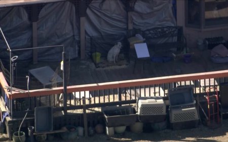 Hundreds of dogs, cats rescued from L.A. County property