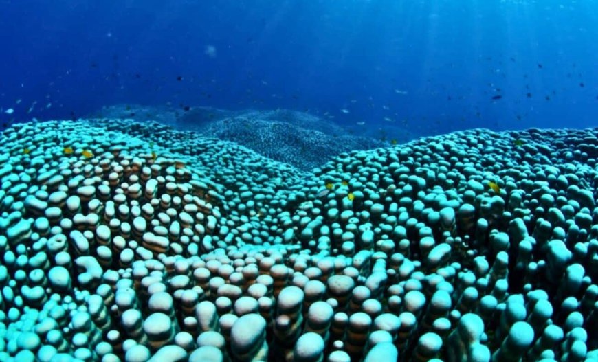 A Mom and Her Daughter Accidentally Found the World’s Largest Hidden Coral Colony off Australian Coast