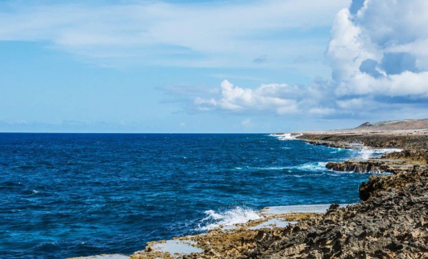 Tracked by Sound for Years, This Mysterious Deep-Sea Whale Was Finally Seen Alive
