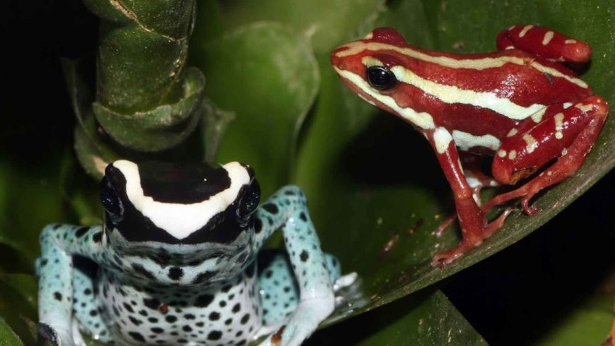 They measure between 2 and 6 centimeters, but their skin can hide one of the most lethal toxins on the planet, which is why the “poison dart frog” is so fearsome