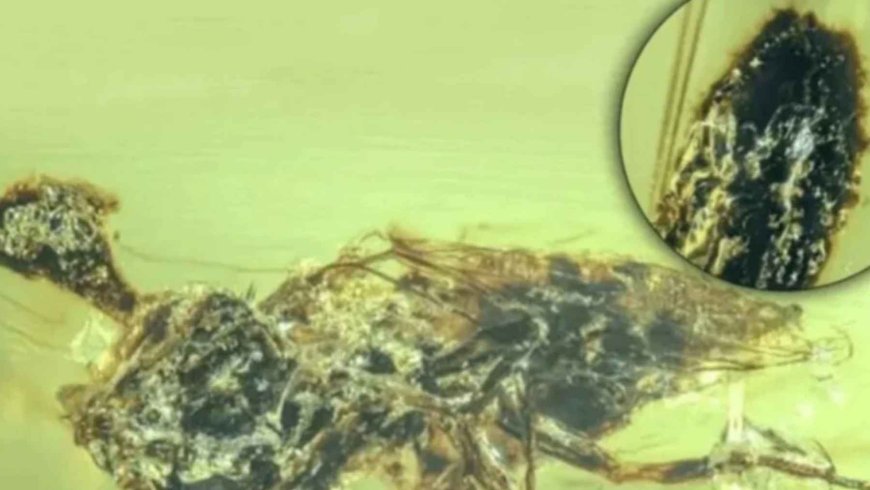 It’s not a virus, it’s not a bacterium… it’s something stranger: Japanese scientists discover a life form that doesn’t fit into any known biological category