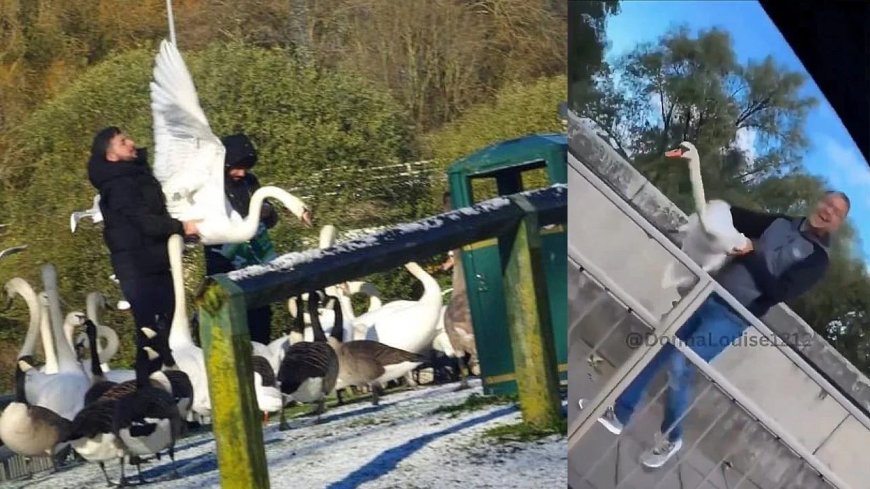 British Migrants Filmed Butchering and Eating Swans and Ducks