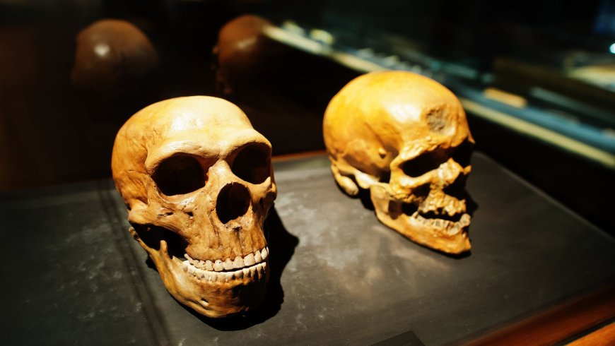 A million-year-old skull could rewrite the origin story of humanity and push the birth of our species back by 500,000 years