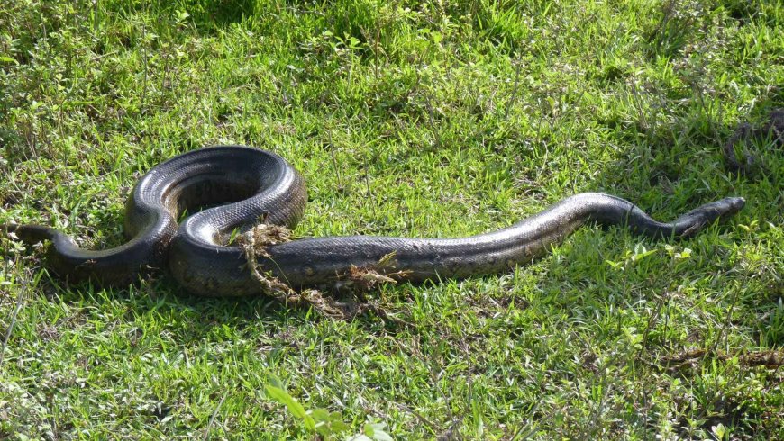 The enigma that baffles scientists: Amazonian anacondas reached their maximum size 12.4 million years ago, and while other prehistoric giants became extinct, they decided not to change one bit.