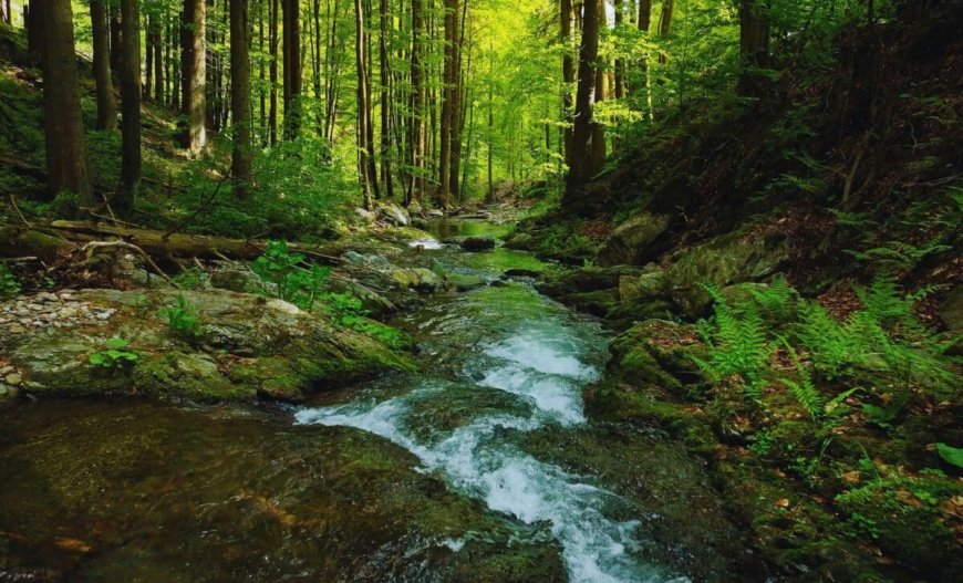 A Woman Found This Massive Stone in a Stream, It’s Now Ranked Among the Largest Intact Amber Ever Discovered